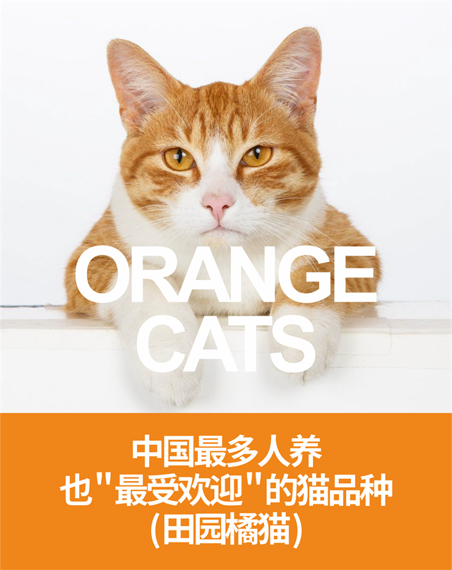 惠中動保寵物品牌設計