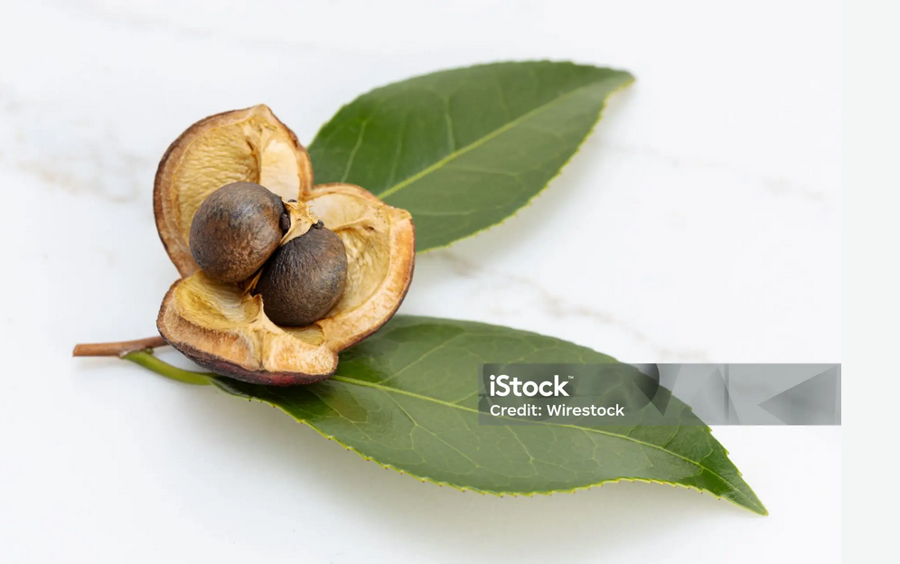 茶油品牌包裝設計理念有哪些？要素如何體現?